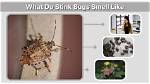 Do Shield Bugs Smell