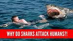 Do Silky Sharks Attack Humans?