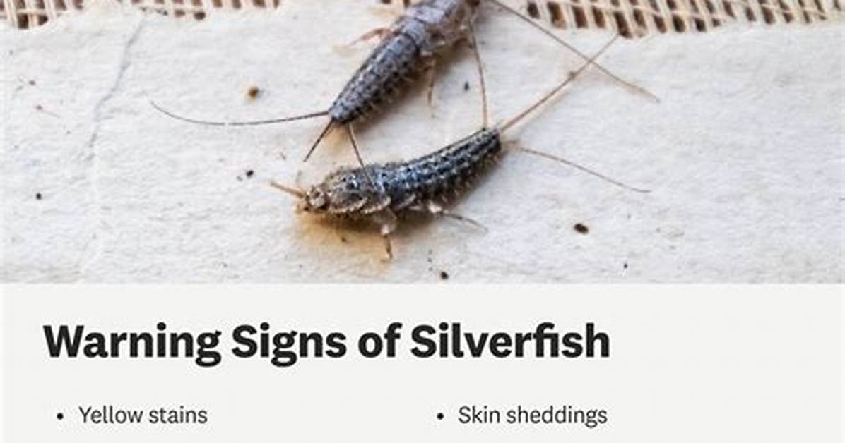 Do Silverfish Like Light