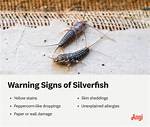Do Silverfish Like Light