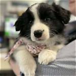 Do Singleton Puppies Survive?
