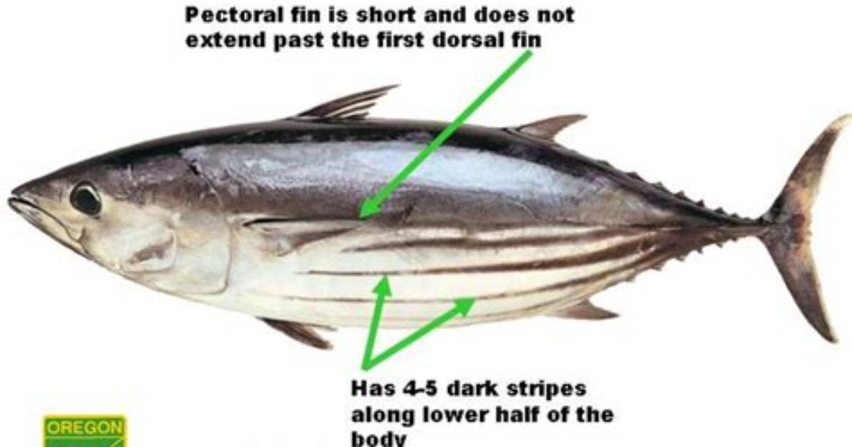 Do Skipjack Have Teeth?