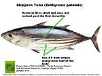 Do Skipjack Have Teeth?