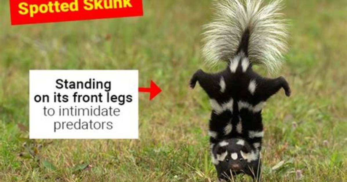 Do Skunks Attack Other Animals?