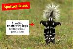 Do Skunks Attack Other Animals?