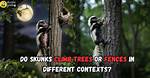 Do Skunks Climb