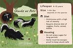 Do Skunks Make Good Pets?