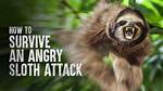 Do Sloths Bite