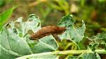 Do Slugs Damage Roots