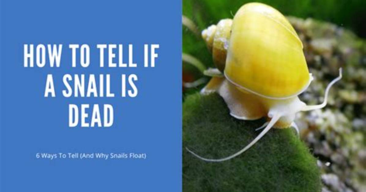 Do Snail Is Dead?