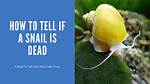 Do Snail Is Dead?
