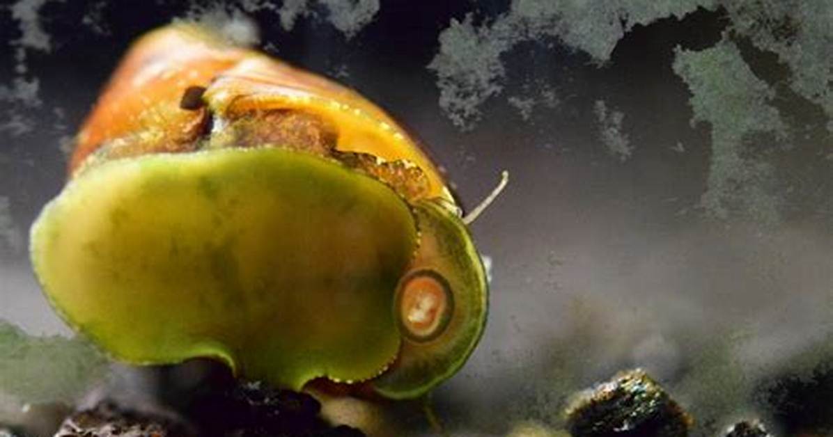 Do Snails Eat Algae