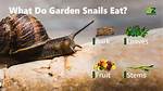 Do Snails Eat Elodea