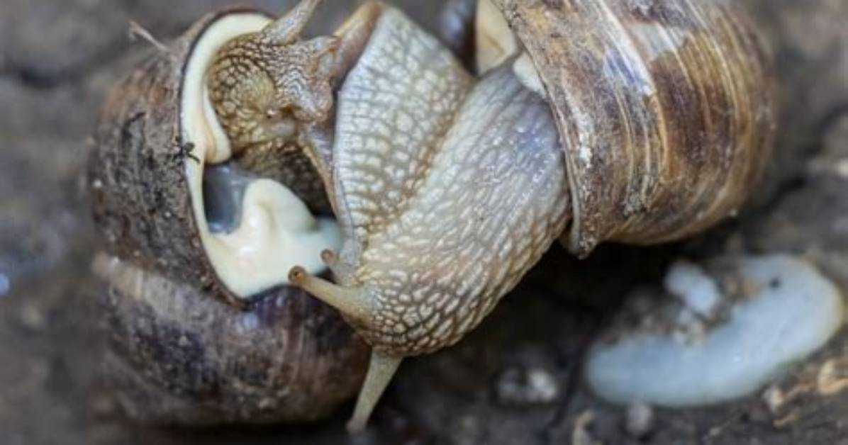 Do Snails Have Coiling?