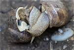 Do Snails Have Coiling?
