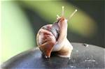 Do Snails Have Legs?