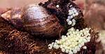 Do Snails Lay Eggs