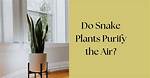 Do Snake Plants Filter Air?