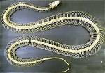 Do Snakes Have Hip Bones?