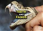Do Snakes Have Lips
