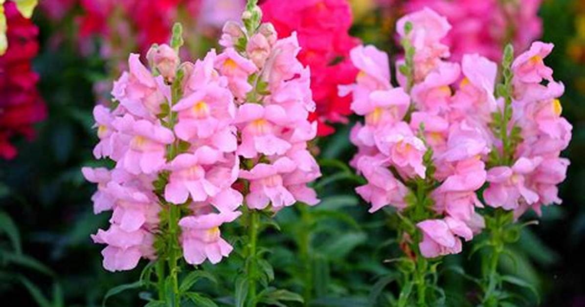 Do Snapdragons Reseed