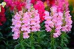 Do Snapdragons Reseed
