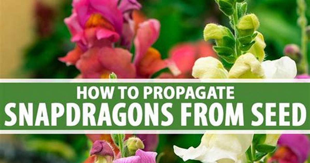 Do Snapdragons Self Sow?