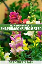 Do Snapdragons Self Sow?