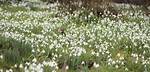 Do Snowdrops Need Feeding