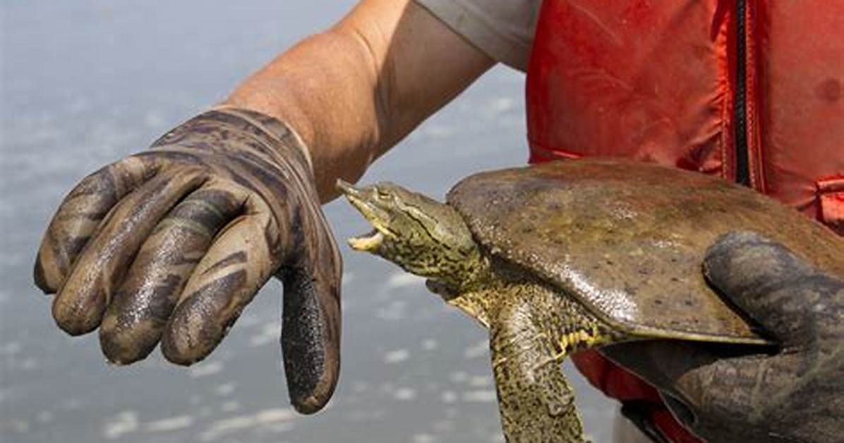 Do Softshell Turtles Bite?