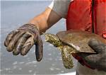 Do Softshell Turtles Bite?