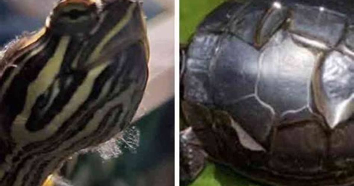 Do Softshell Turtles Shed?