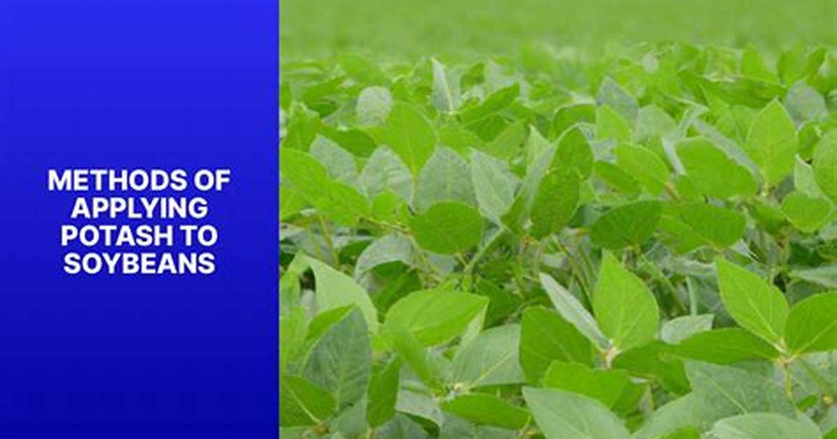 Do Soybeans Need Potash