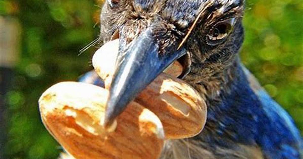 Do Sparrows Eat Peanuts