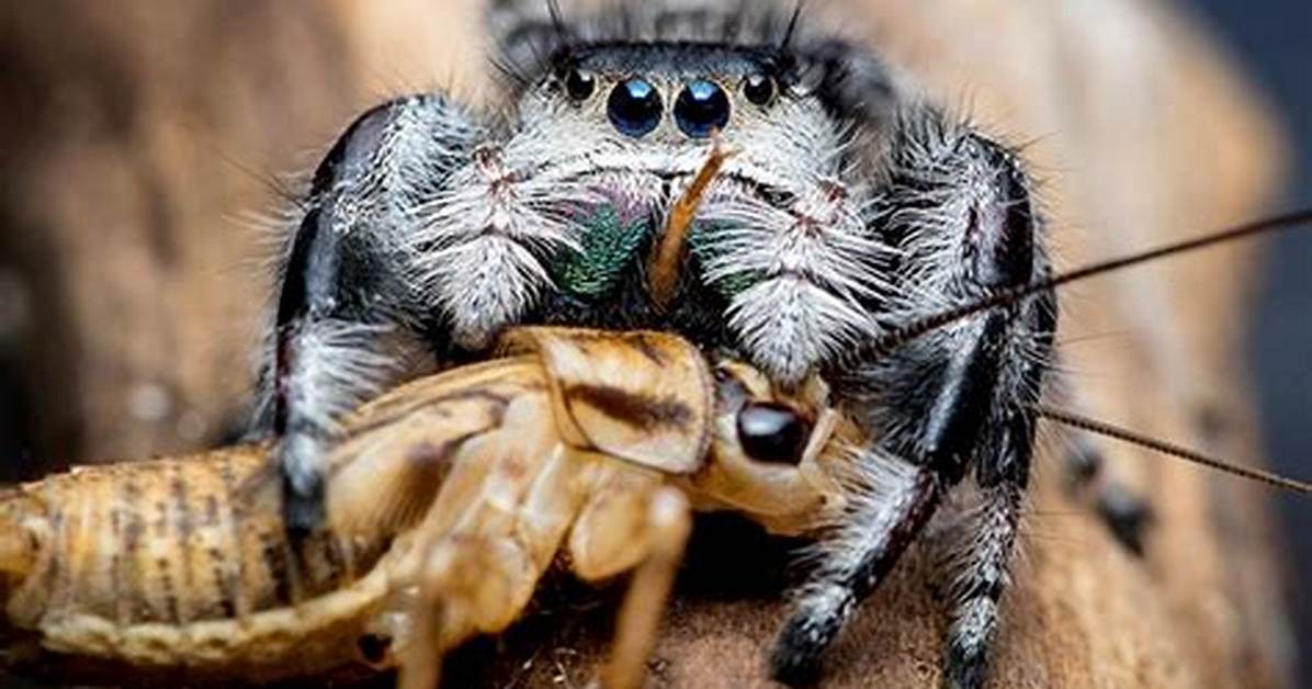 Do Spiders Ever Sleep?