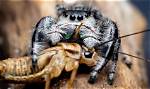 Do Spiders Ever Sleep?