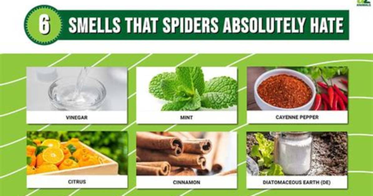 Do Spiders Hate Peppermint?