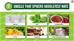Do Spiders Hate Peppermint?