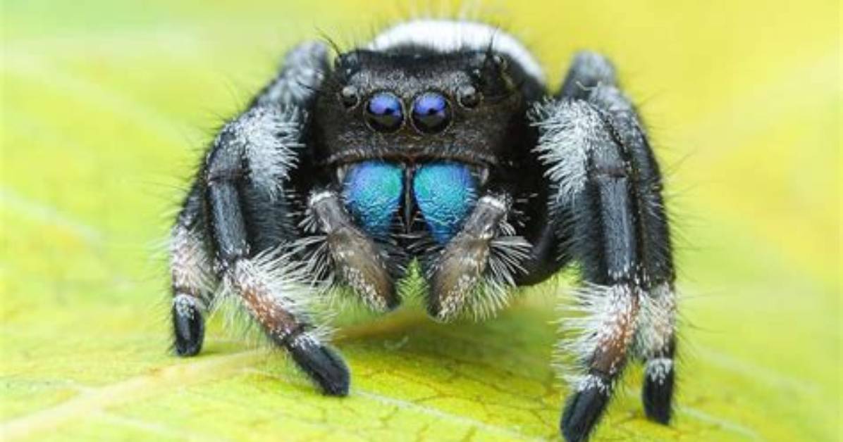 Do Spiders Have Ears