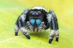 Do Spiders Have Ears
