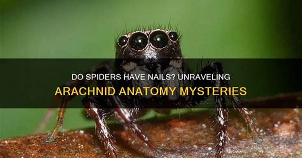 Do Spiders Have Nails