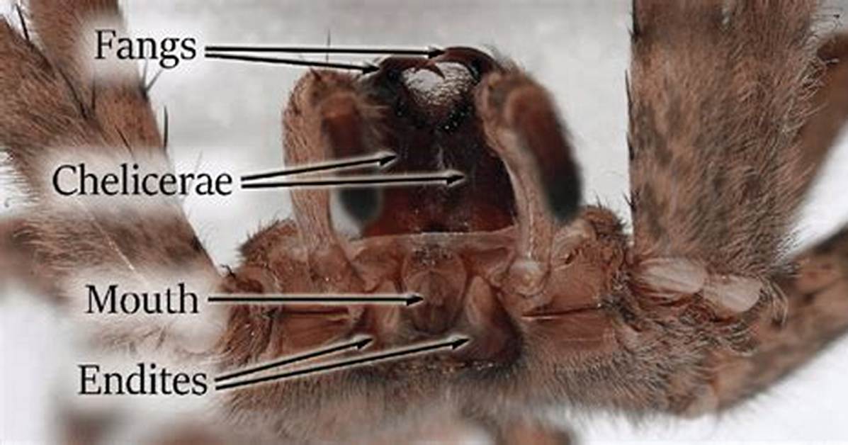 Do Spiders Have Teeth?
