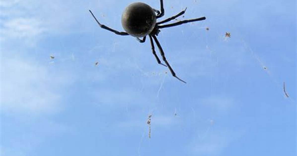Do Spiders Like Dampness?