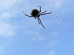 Do Spiders Like Dampness?