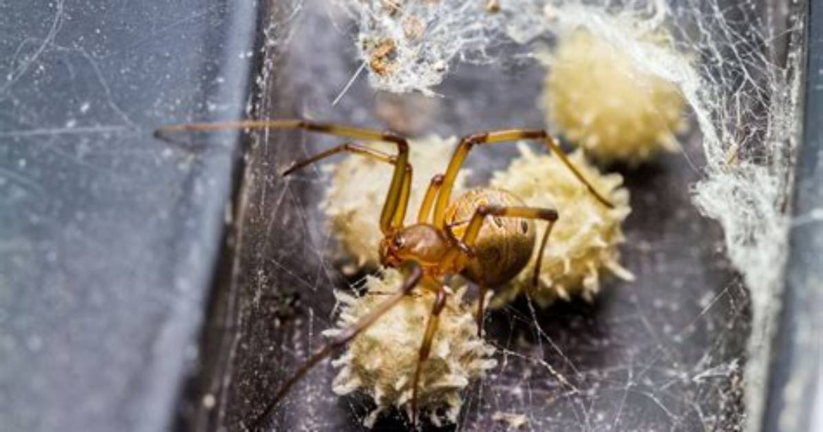 Do Spiders Nest in Sofas