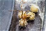Do Spiders Nest in Sofas