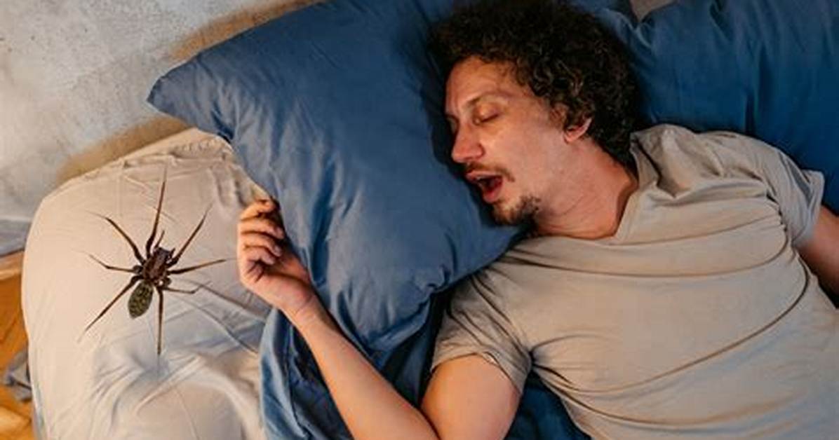 Do Spiders Sleep