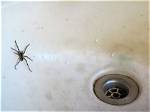 Do Spiders Use Bathrooms?