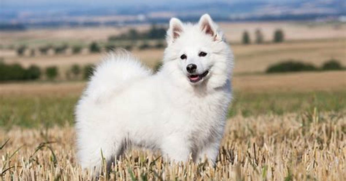 Do Spitz Make Good Pets