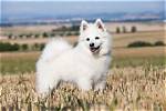 Do Spitz Make Good Pets